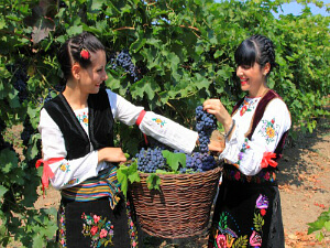 wine tour in Smederevo