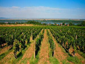 Vineyard in Smederevo